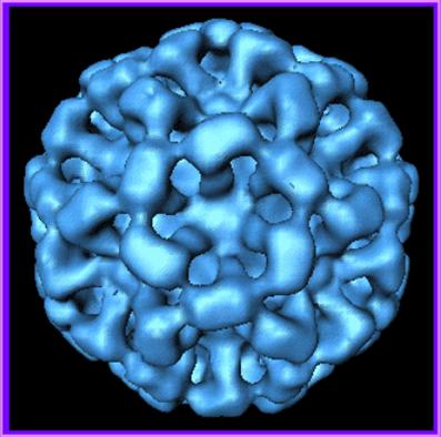 瓦克病毒模型（图片来源：埃默里大学）